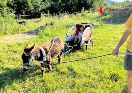 Balades avec les ânes