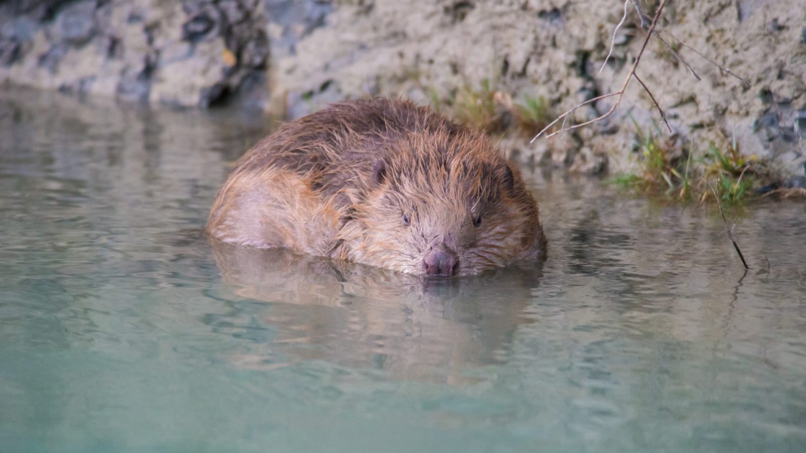 La Réserve naturelle nationale des Ramières